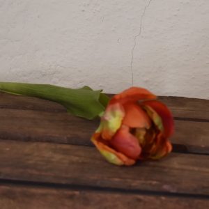 Tulipan