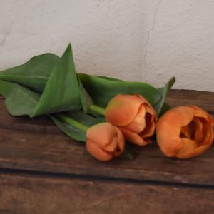 Tulipan