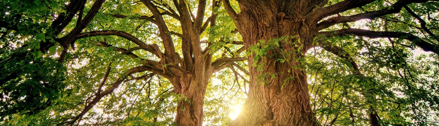 Träd Miljö Klimatsmart Klimat