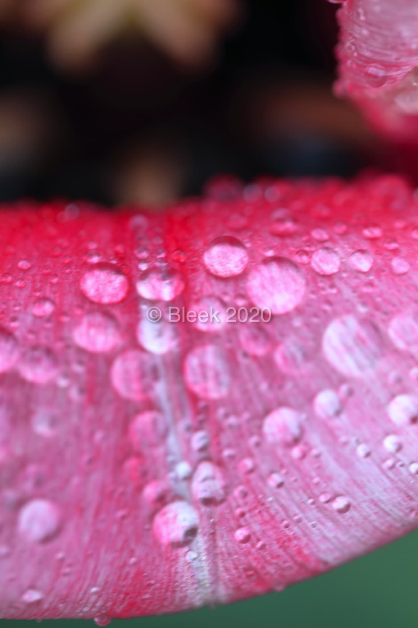 7Y1A5642ns2k_wm_2020