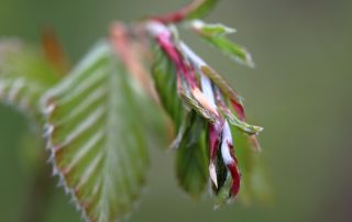 Buchenknospe