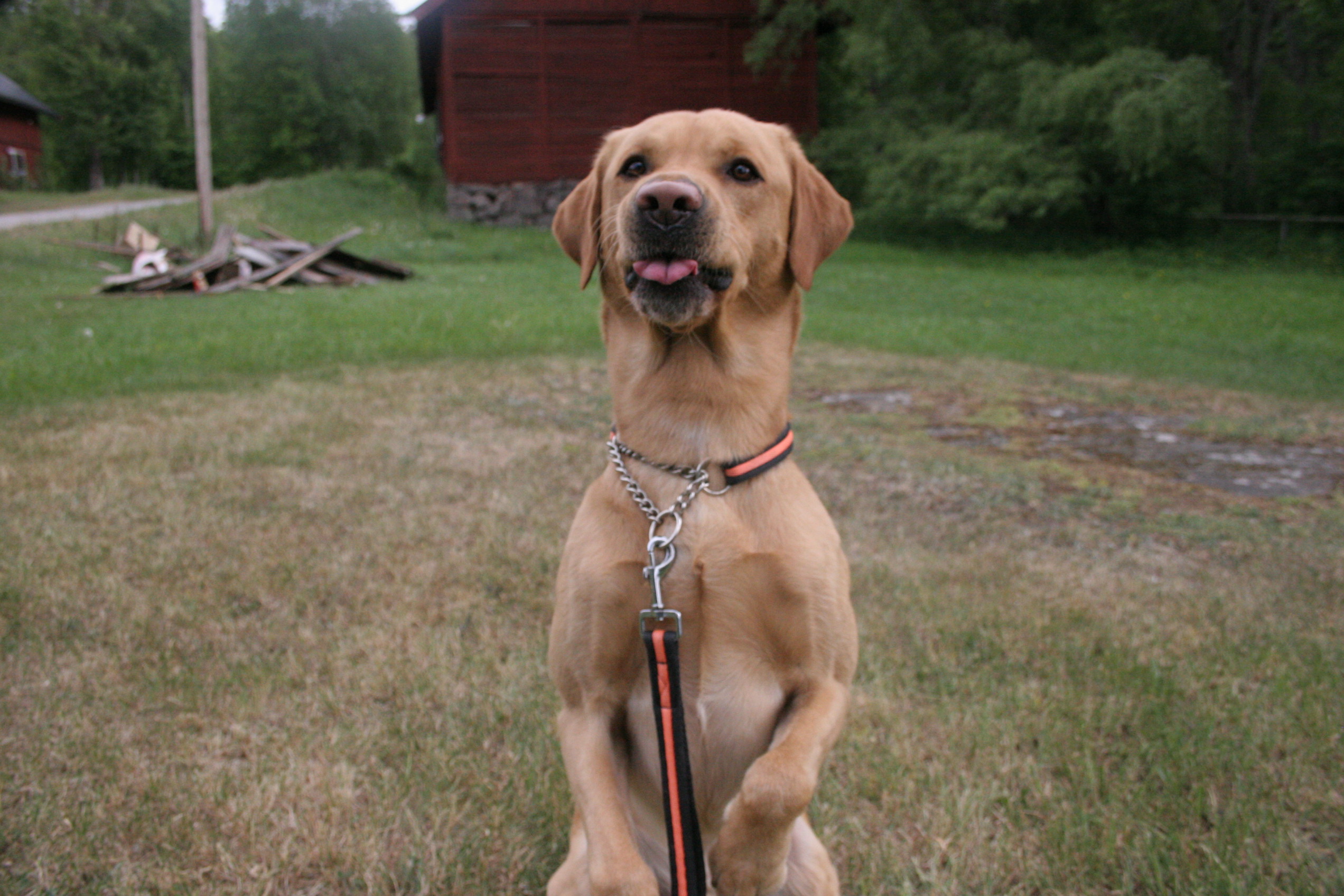 Trickskurs med klicker