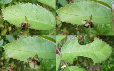 Tuinbladsnijder