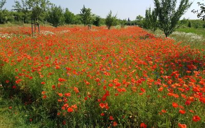 Heemstede natuurnieuws week 22-2022:  Klaprozentijd