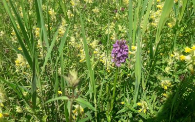 Heemstede natuurnieuws week 23-2022: Ecologie als speerpunt!