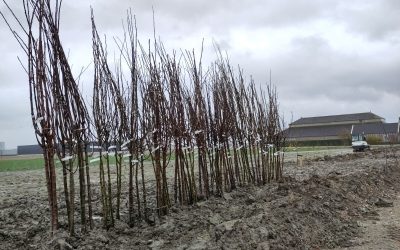 PERSBERICHT:   8 april: Hulp gewenst bij aanleg Boomgaard Lincolnpark Voedseltuin