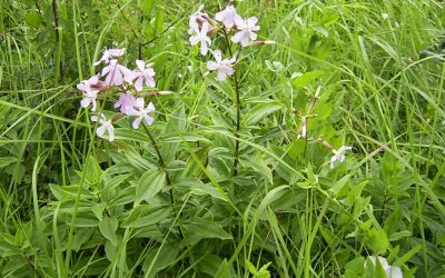 Heemstede natuurnieuws 30 juli 2023: Zeepkruid