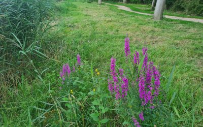 Persbericht: Ecologisch beheer werkt!.. ook in wijk park De Horsten