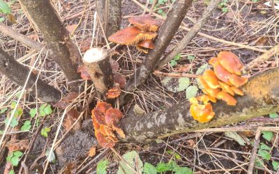 Heemstede natuurnieuws 11 februari: Eetbare winterpaddenstoel: Fluweelpootje