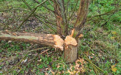 Heemstede natuurnieuws 17 november: Bevers in Meermond?