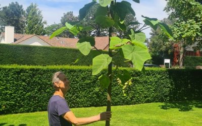 Natuurnieuws Heemstede: 21 juni 2026:  Sorghbosch