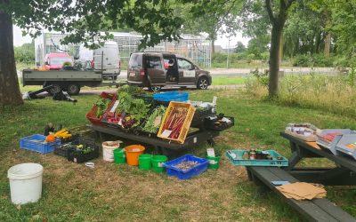 Blog 19 juli 2026:  Bloemenzaad productiviteit