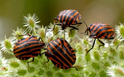 Natuurnieuws Heemstede: 26 juli 2026: Pyjama schildwants