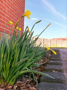 Paasbloem