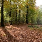 Komorebi (Japans voor licht dat breekt door de bomen)