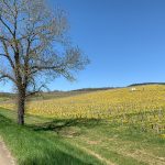 Vignoble du Mâconais