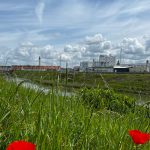 Coquelicot (Calais)