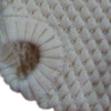 OPSKRIFT Model Trunte cream cable knit baby pants