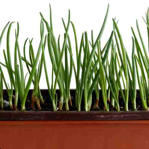 Companion Planting with Onions