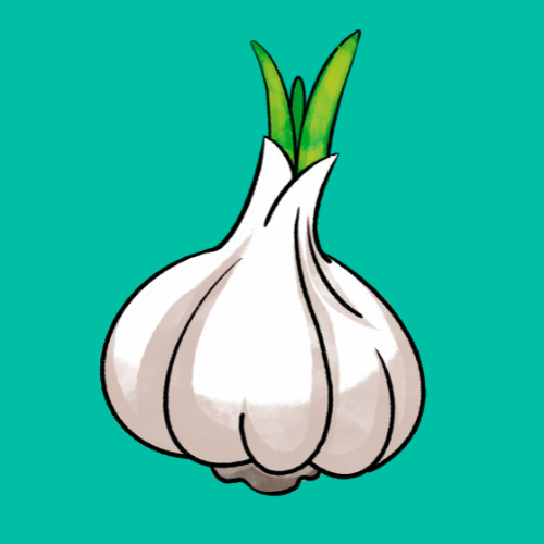 How to Grow Garlic