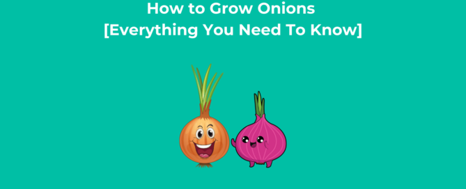 How to Grow Onions [Everything You Need To Know]