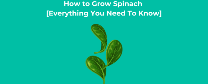 How to Grow Spinach [Everything You Need To Know]