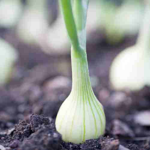 Onions Are Pest and Disease Resistant