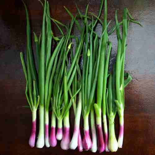 Spring Onions Fit in Small Spaces