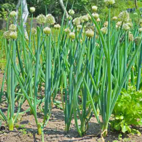 Spring Onions are Natural Pest Deterrents