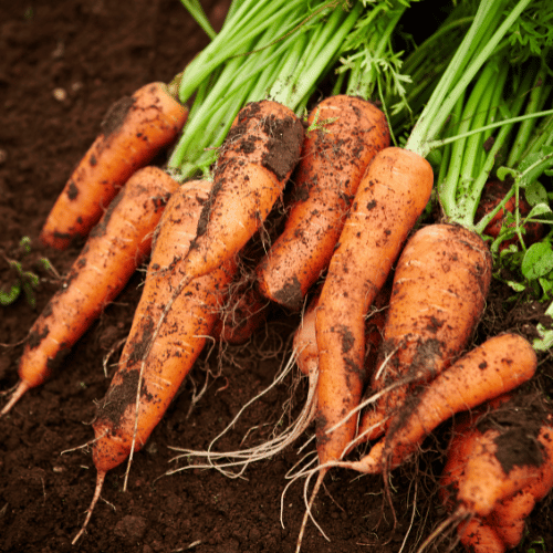 Top Easy to Grow Low Maintenance Vegetables - carrots