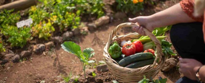 Top Vegetables that Grow Well in Shade