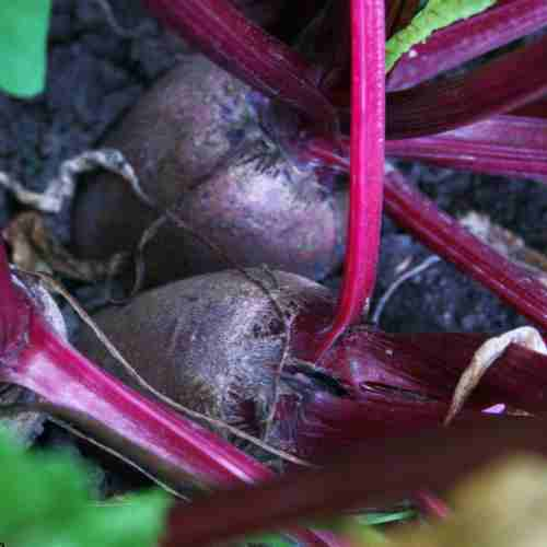 Top Vegetables that Grow Well in the Shade - beets