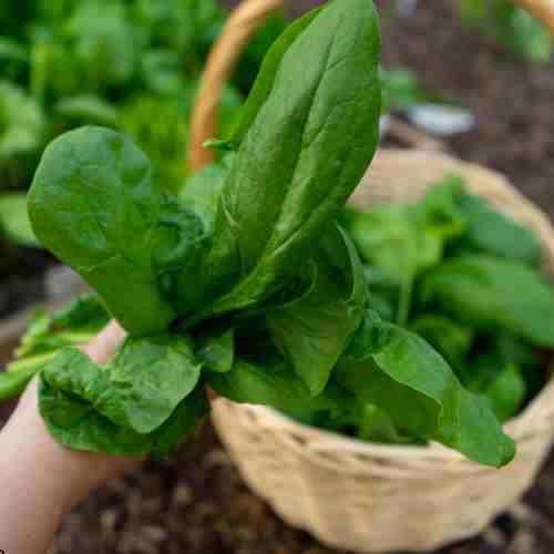 Top Vegetables that Grow Well in the Shade - spinach