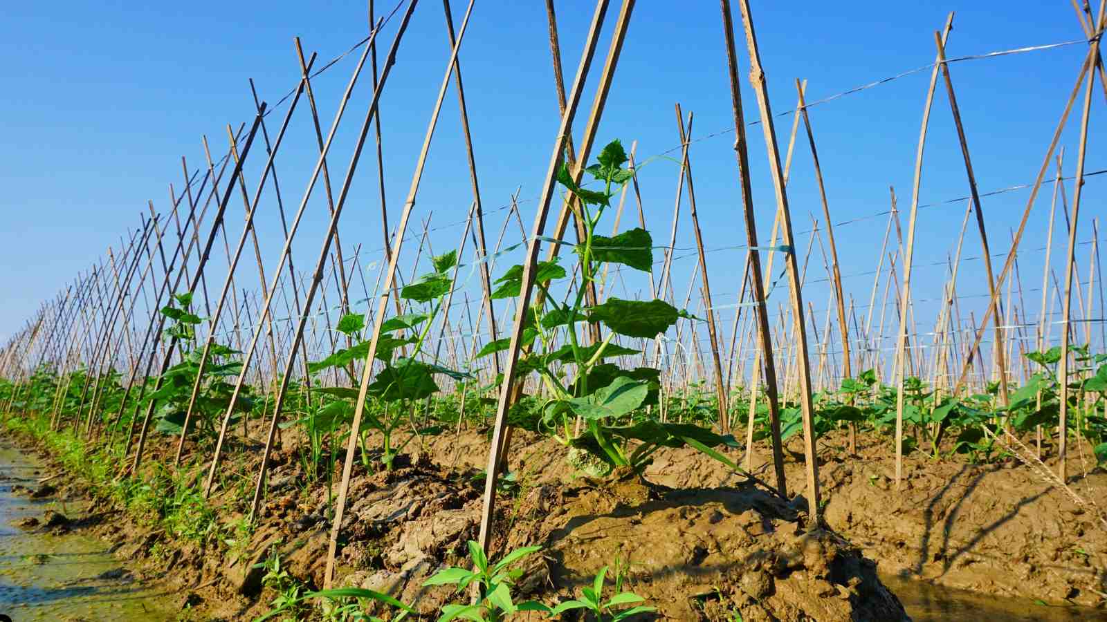 best Vegetables to Grow Vertically in Your Garden