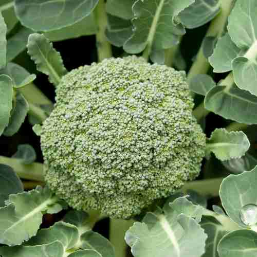 How to Grow Broccoli