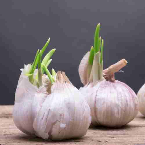 How to Grow Garlic