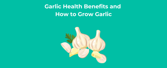 Garlic Health Benefits and How to Grow Garlic