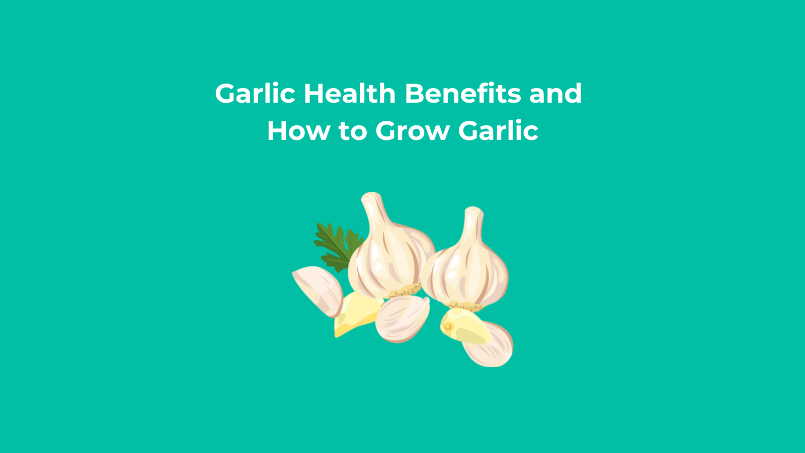 Garlic Health Benefits and How to Grow Garlic