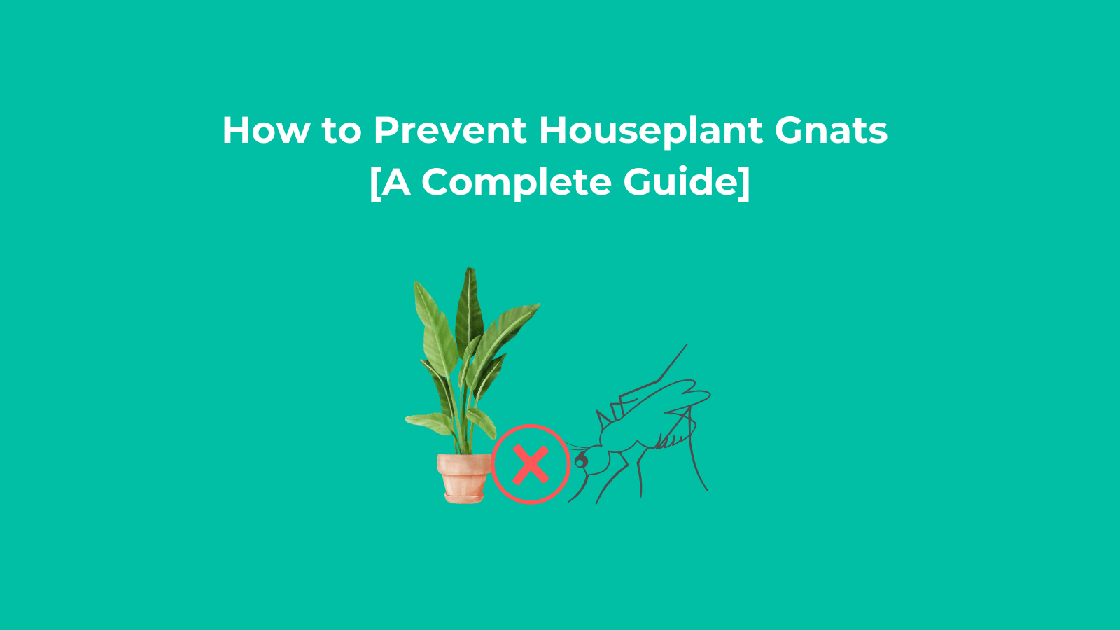 How to Prevent Houseplant Gnats [A Complete Guide]