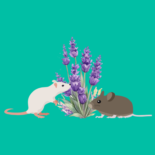 Plants That Deter Rats & Mice