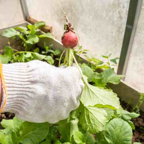 The Best Vegetables You Can Grow Indoors - radish