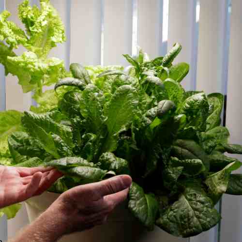 The Best Vegetables You Can Grow Indoors - spinach