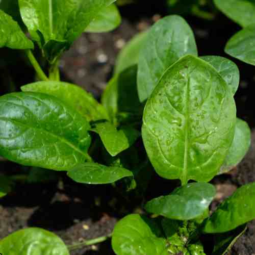 Top Vegetable Garden Ideas for Small Spaces - spinach