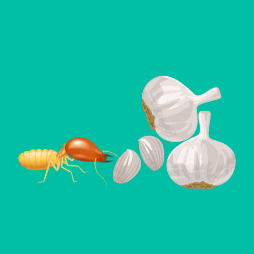 garlic deter termites