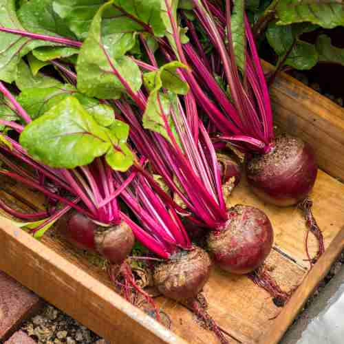 Beet Harvest Time: The Grand Finale