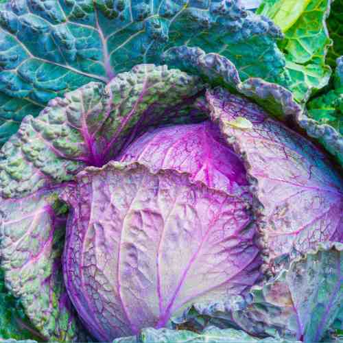 Choosing the Right Cabbage Variety