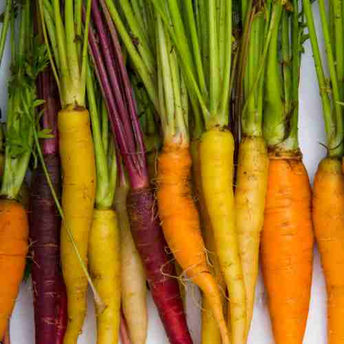 Choosing the Right Carrot Variety