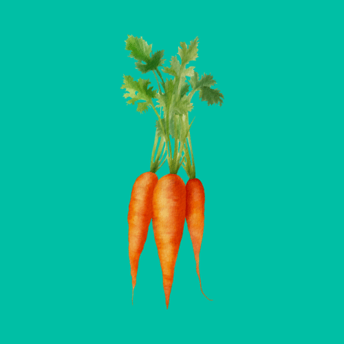 Choosing the Right Carrot Variety