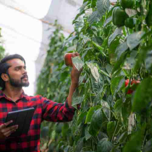 Harvesting and Storing Peppers