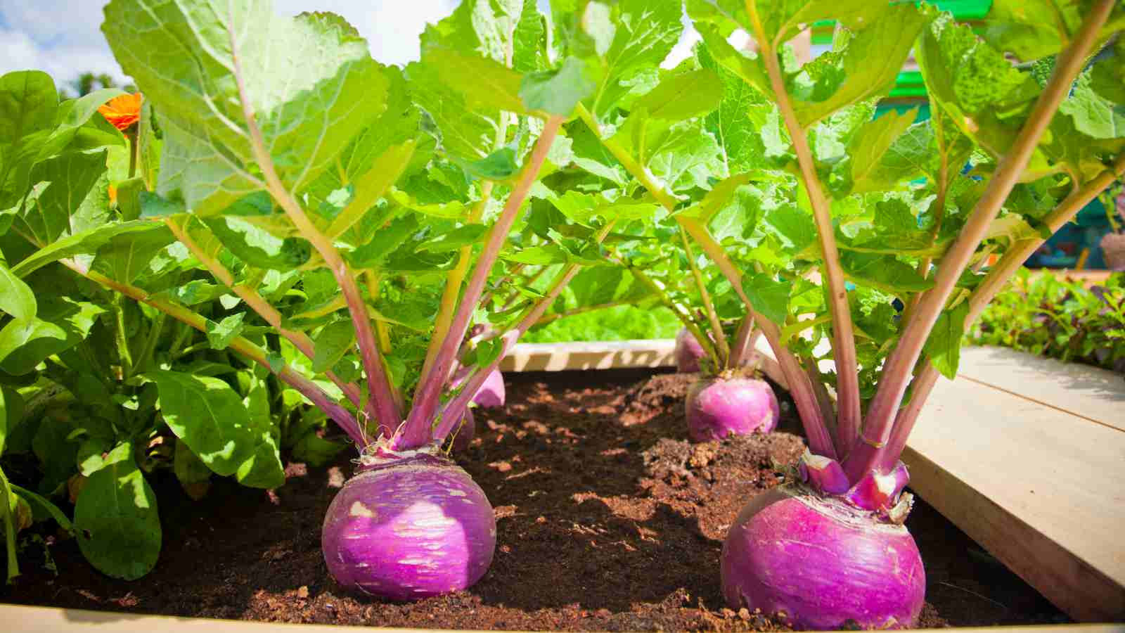 How to Grow Beets: From Tiny Seeds to Tasty Treats